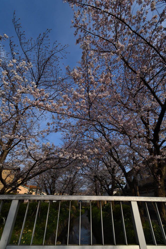 松ヶ崎疎水分線の桜