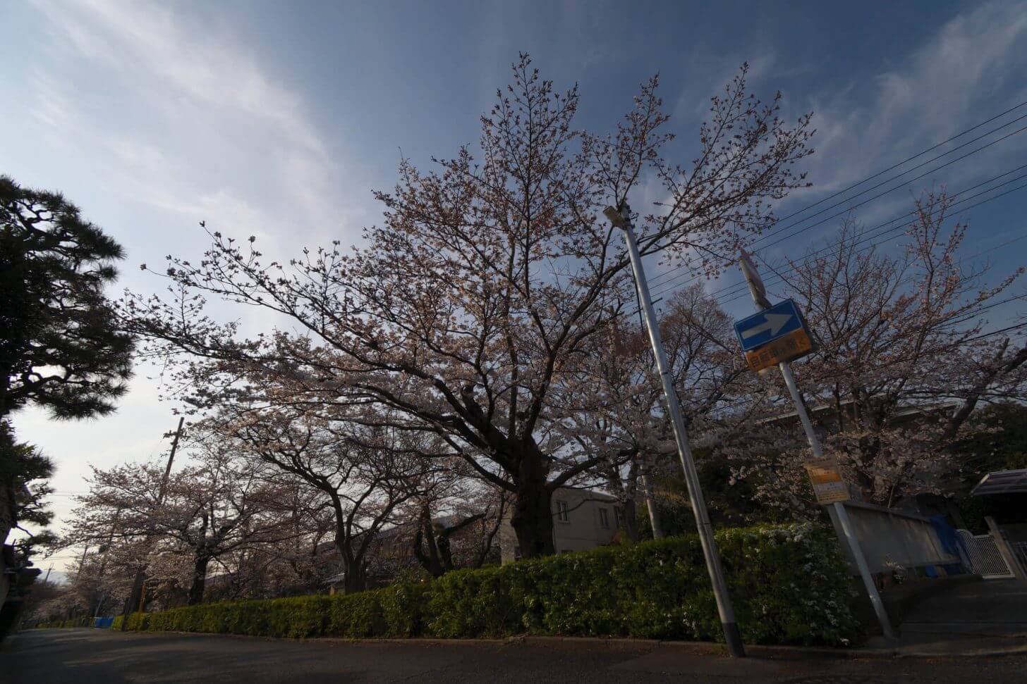 松ヶ崎疎水分線の桜