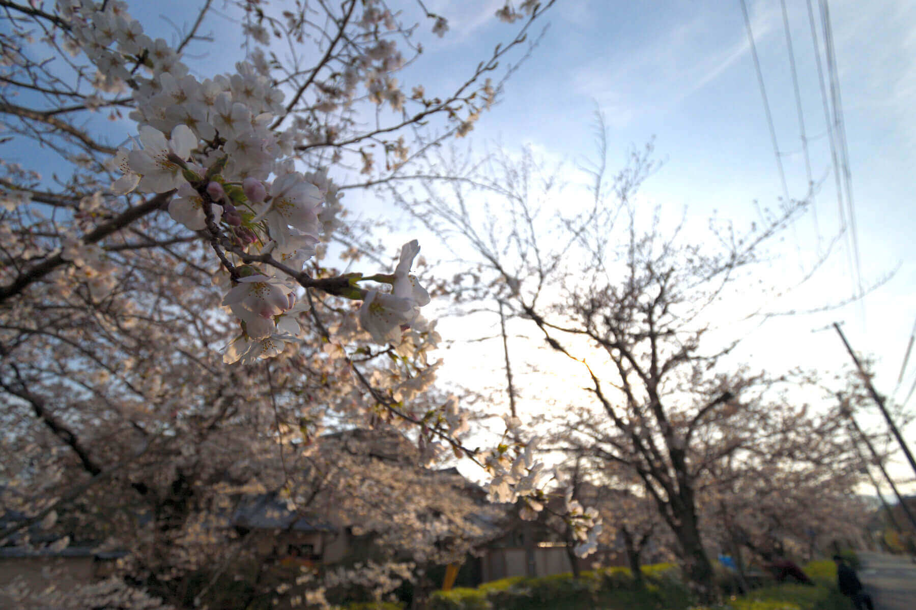 松ヶ崎疎水の桜並木