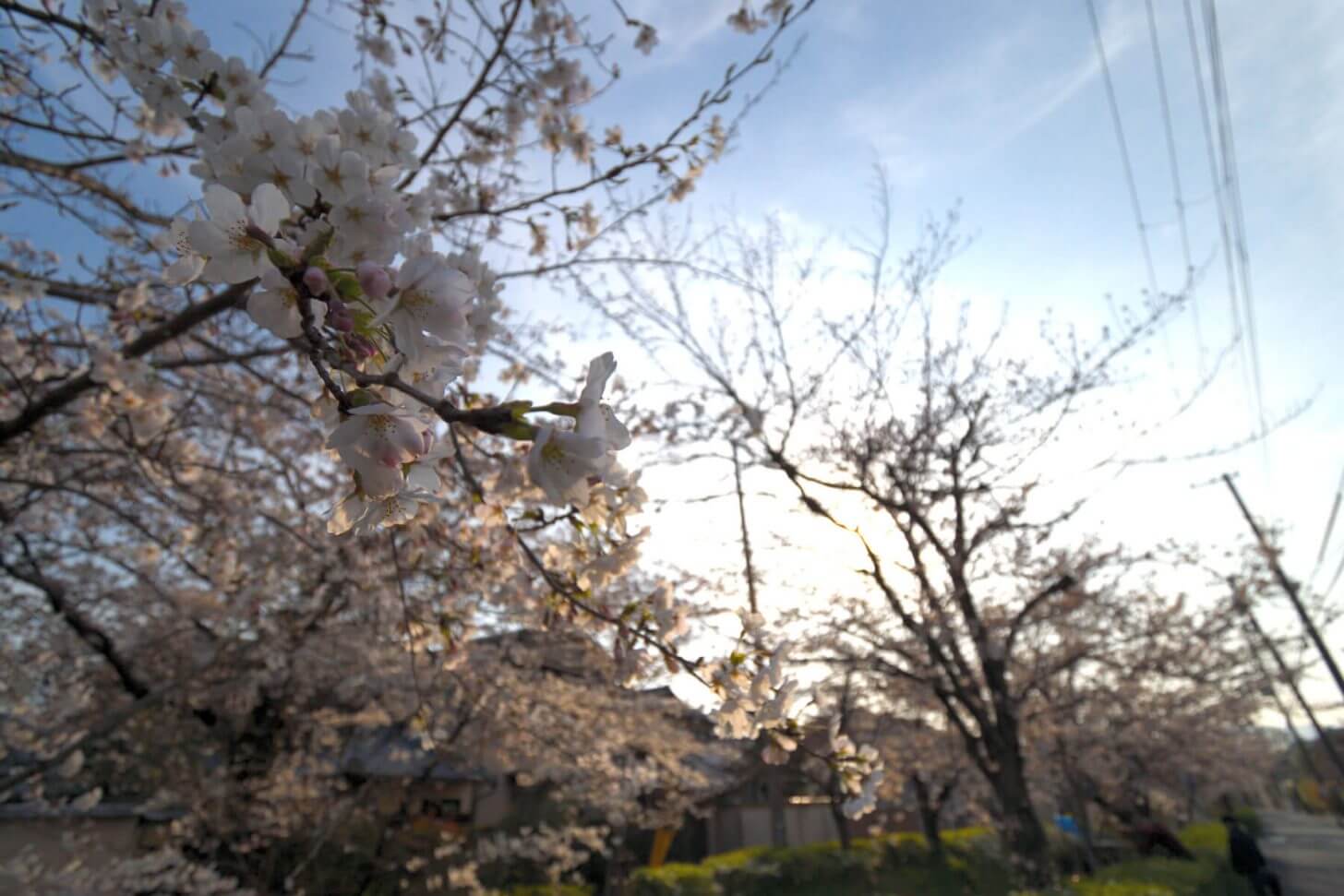 逆光で写す松ヶ崎疎水分線の桜