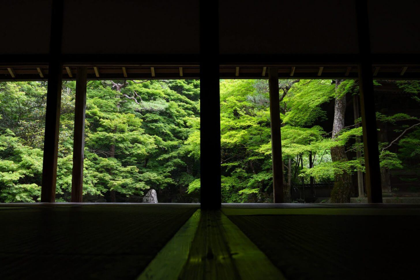 蓮華寺の青もみじ