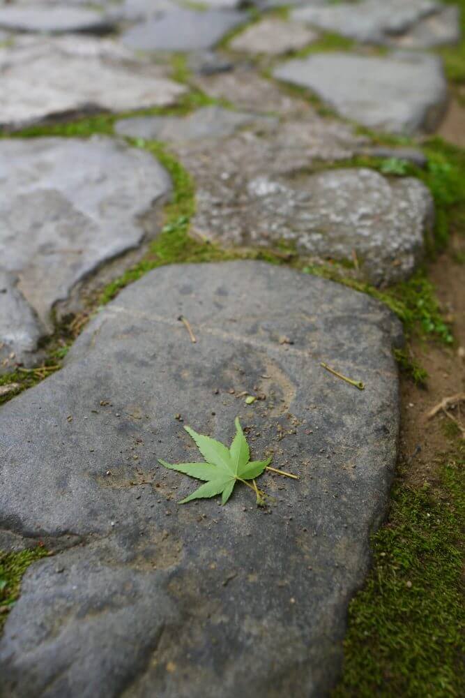 蓮華寺庭園に落ちていた青もみじ