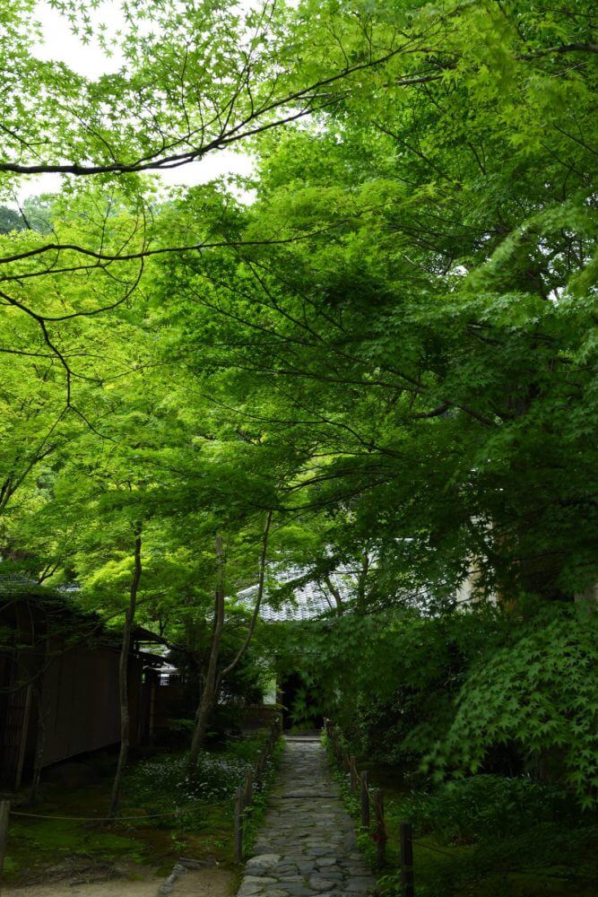 蓮華寺庭園の青もみじ