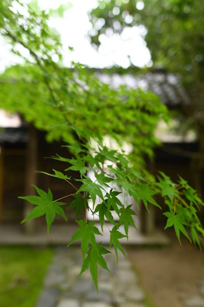 蓮華寺庭園の青もみじ