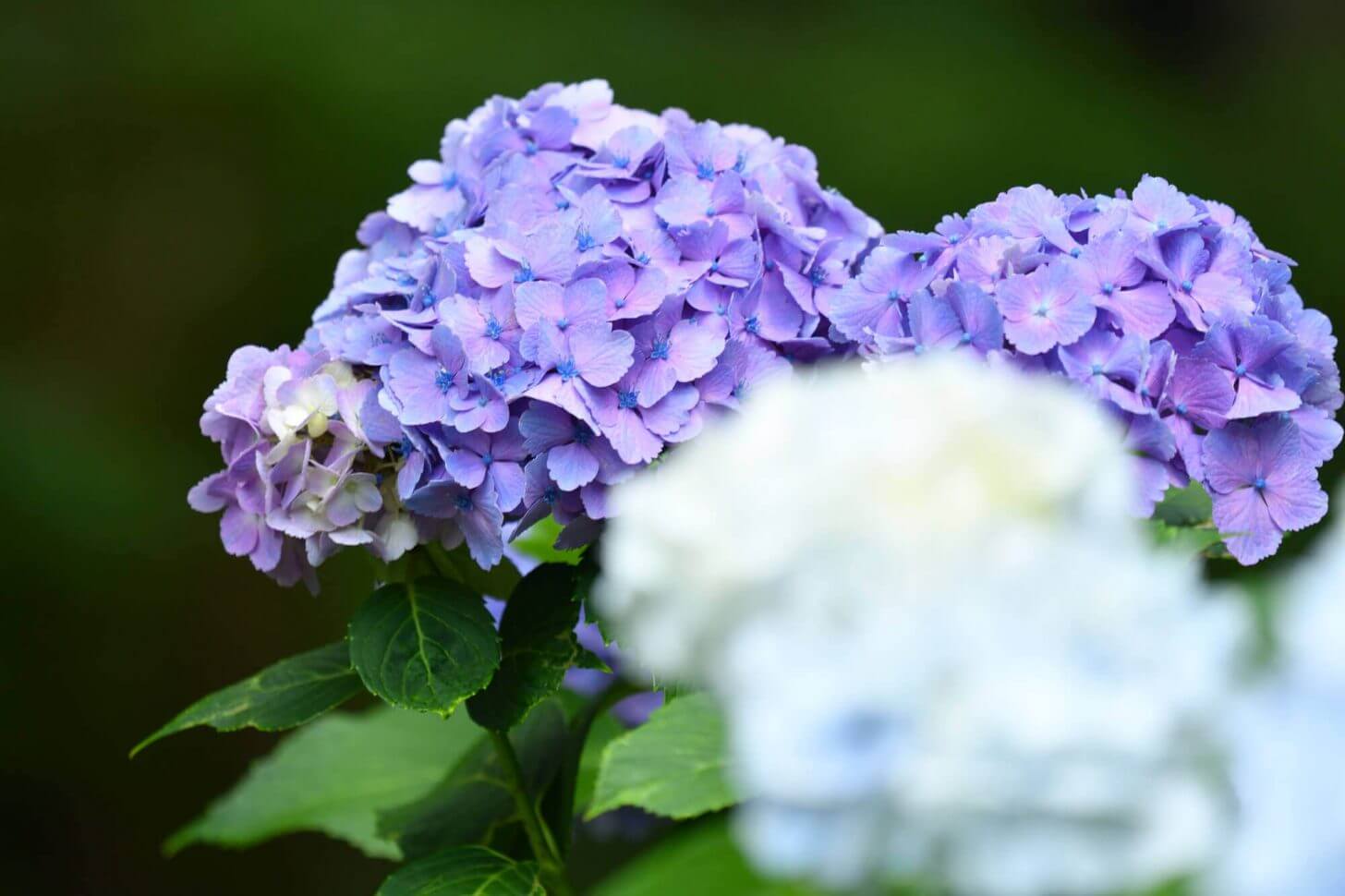 三千院の紫の紫陽花（前ボケ入り）