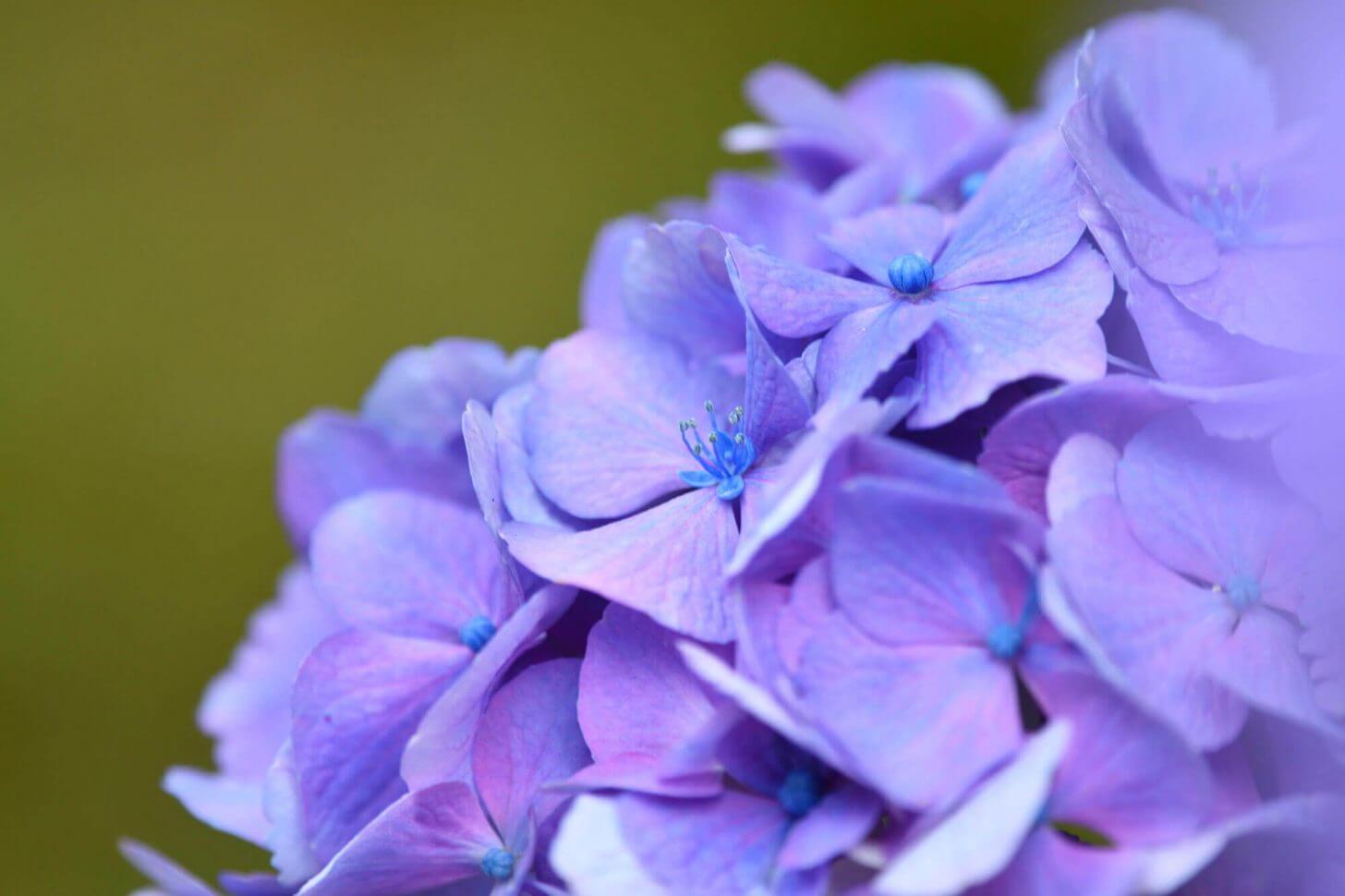 花が咲いている三千院の紫陽花