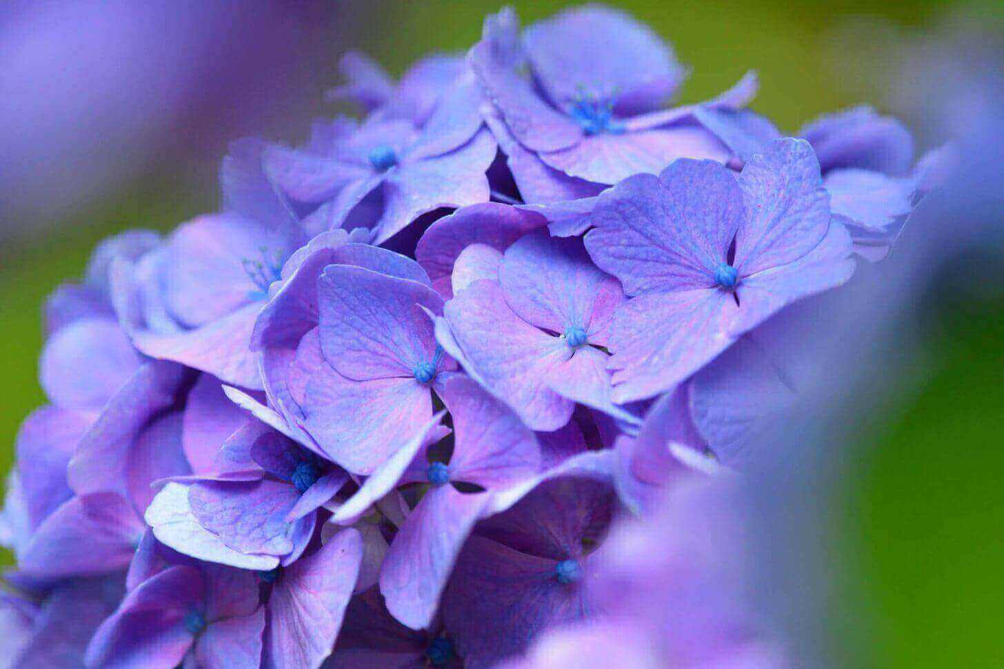 三千院の紫の紫陽花のアップ