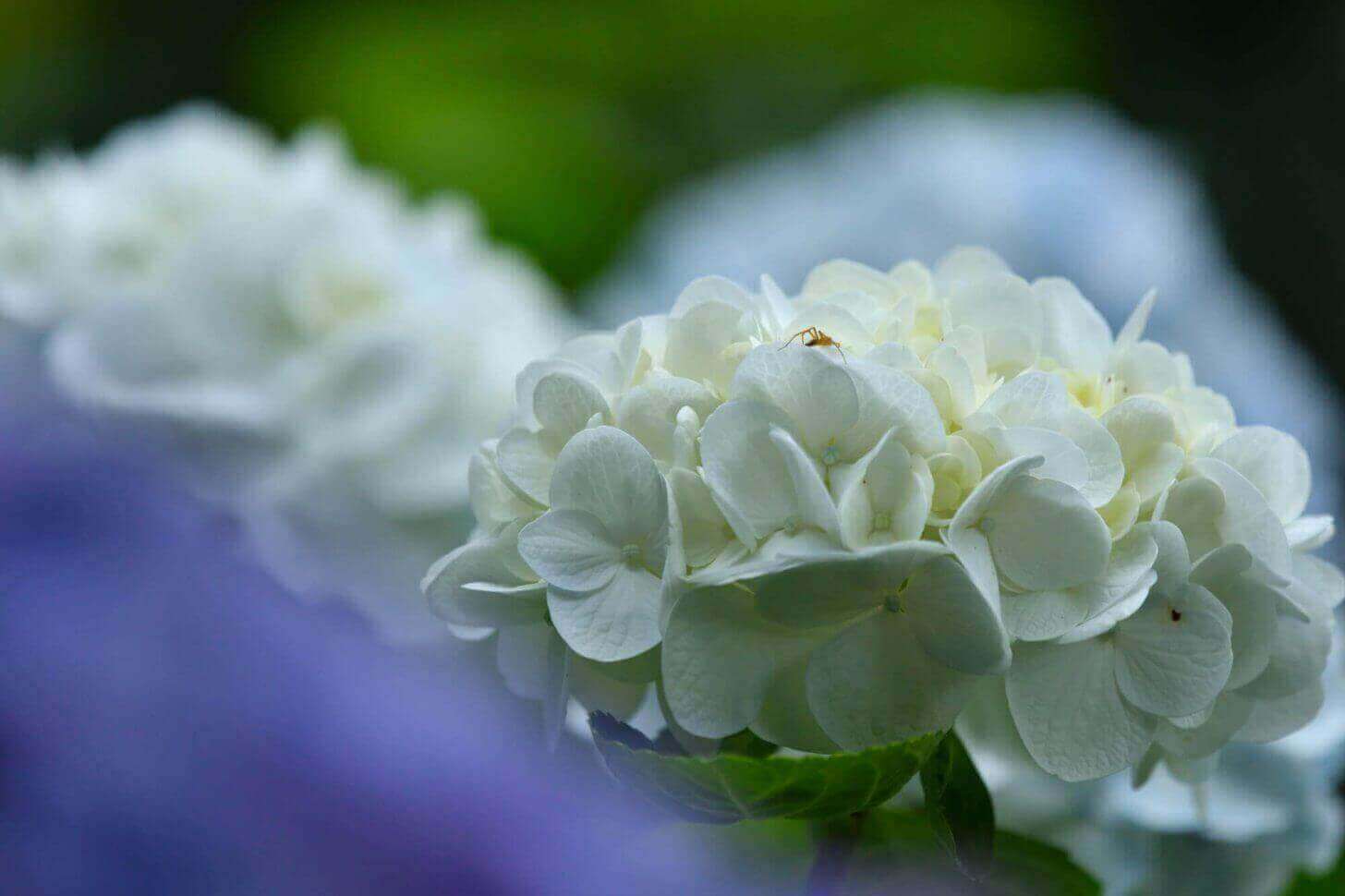 三千院の白い紫陽花の上に小さな虫が