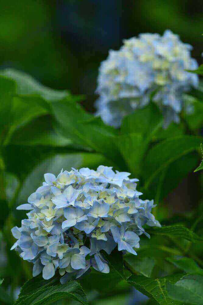 三千院の白色の紫陽花（後ろボケあり）