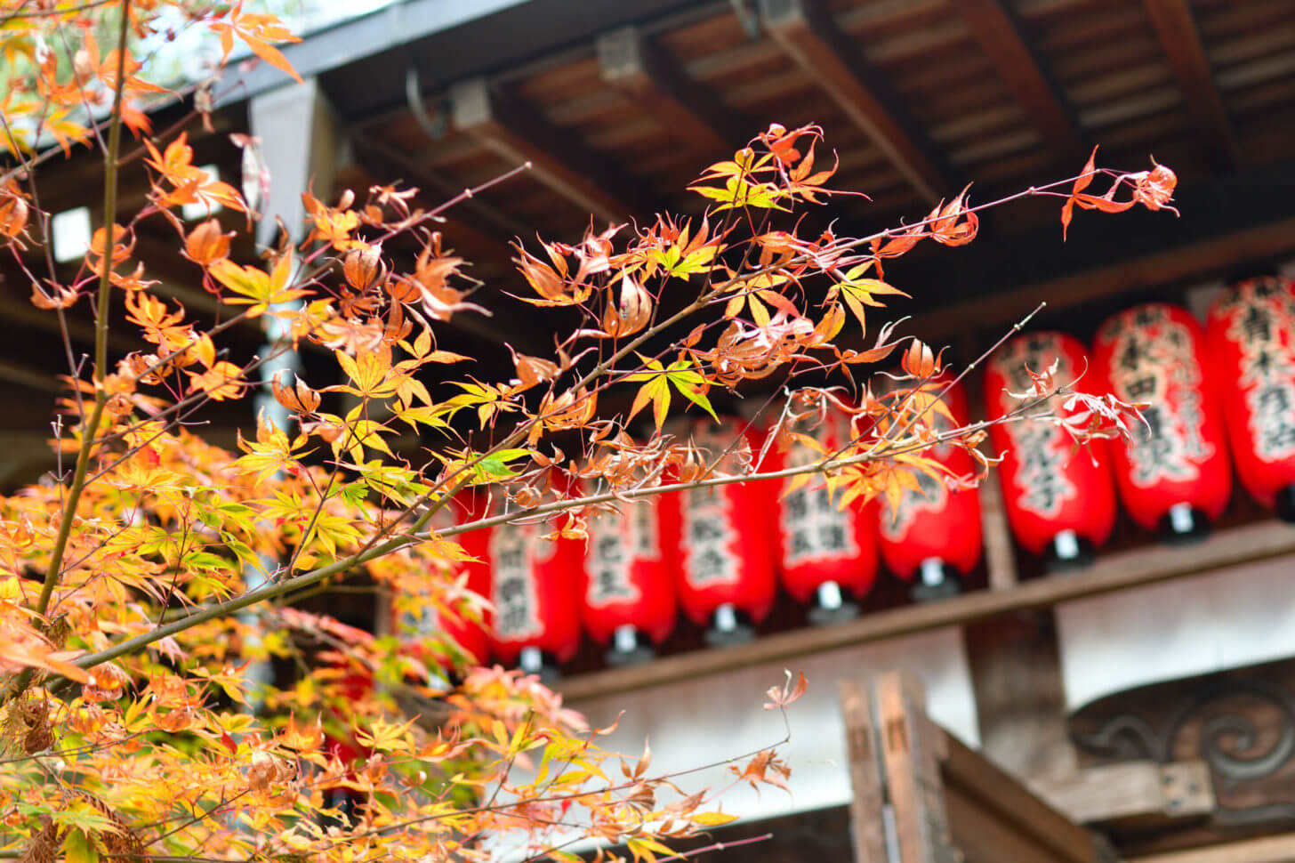 赤山禅院の紅葉