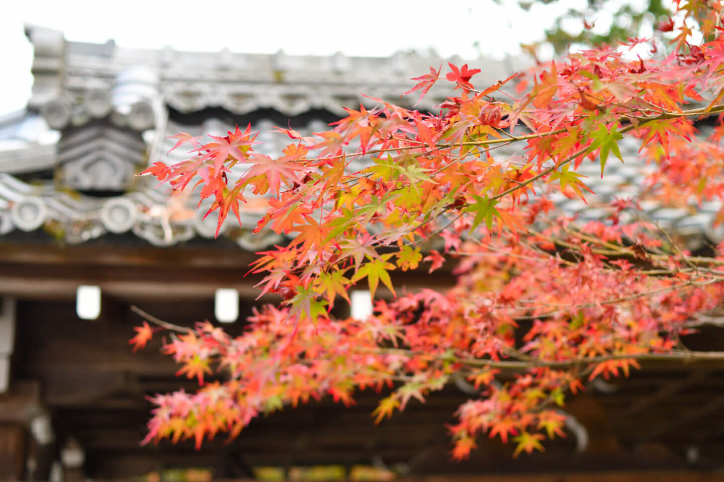 赤山禅院の紅葉