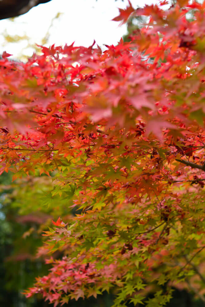 赤山禅院　地蔵尊まわりの紅葉