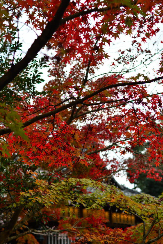 赤山禅院の紅葉