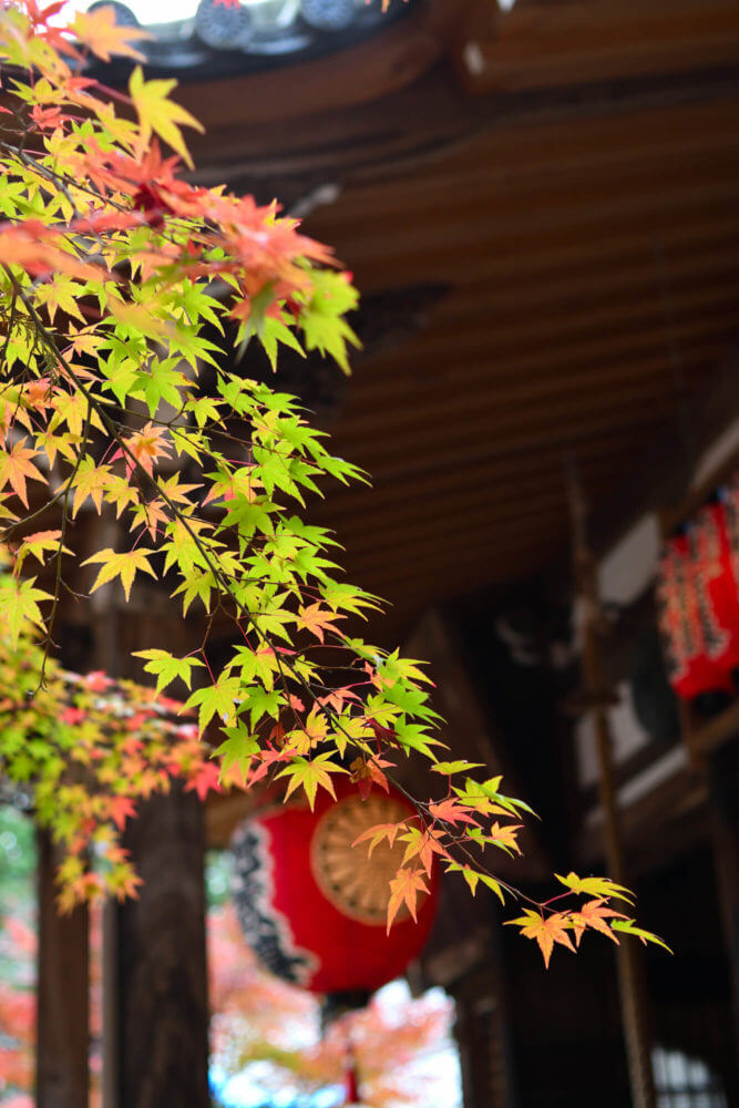 赤山禅院　地蔵尊の紅葉