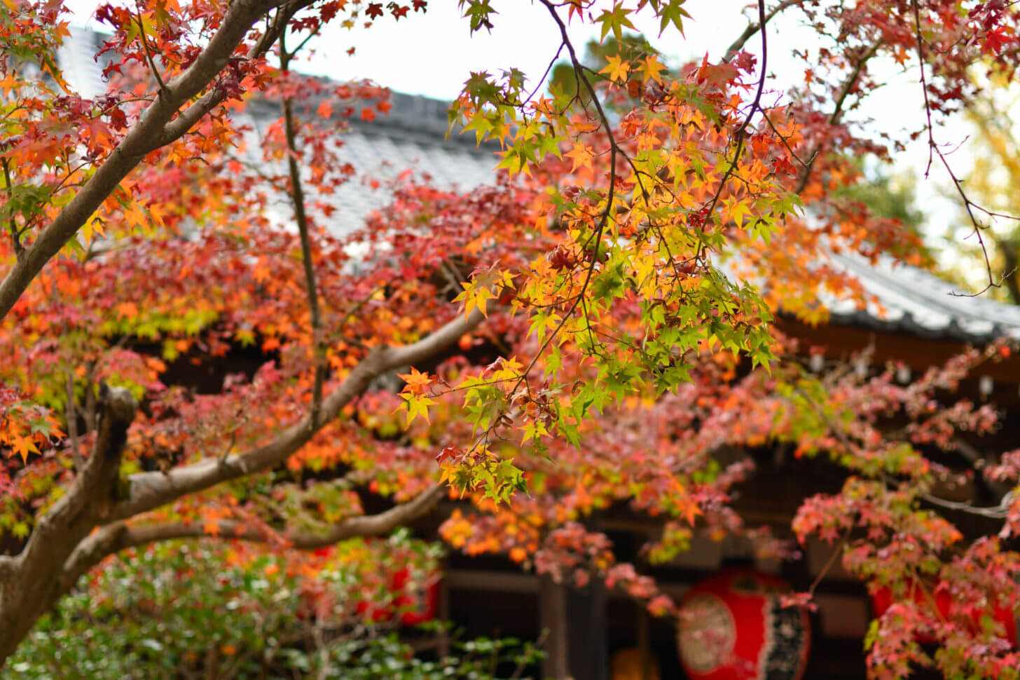 赤山禅院　地蔵尊の紅葉