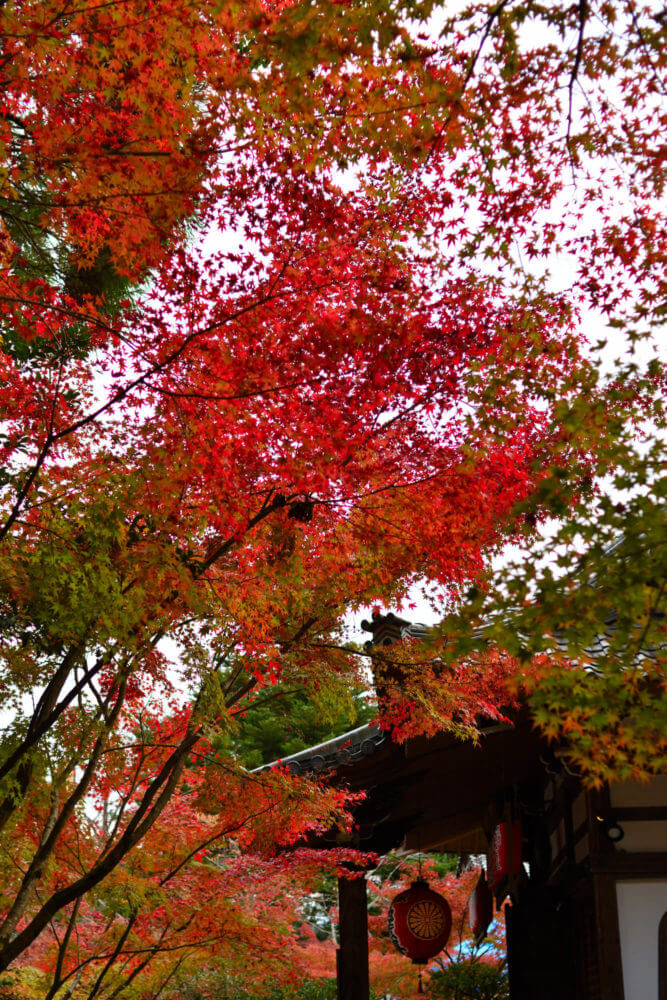 赤山禅院の紅葉