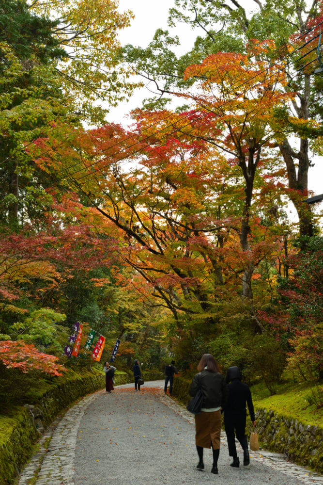 赤山禅院　参道の紅葉