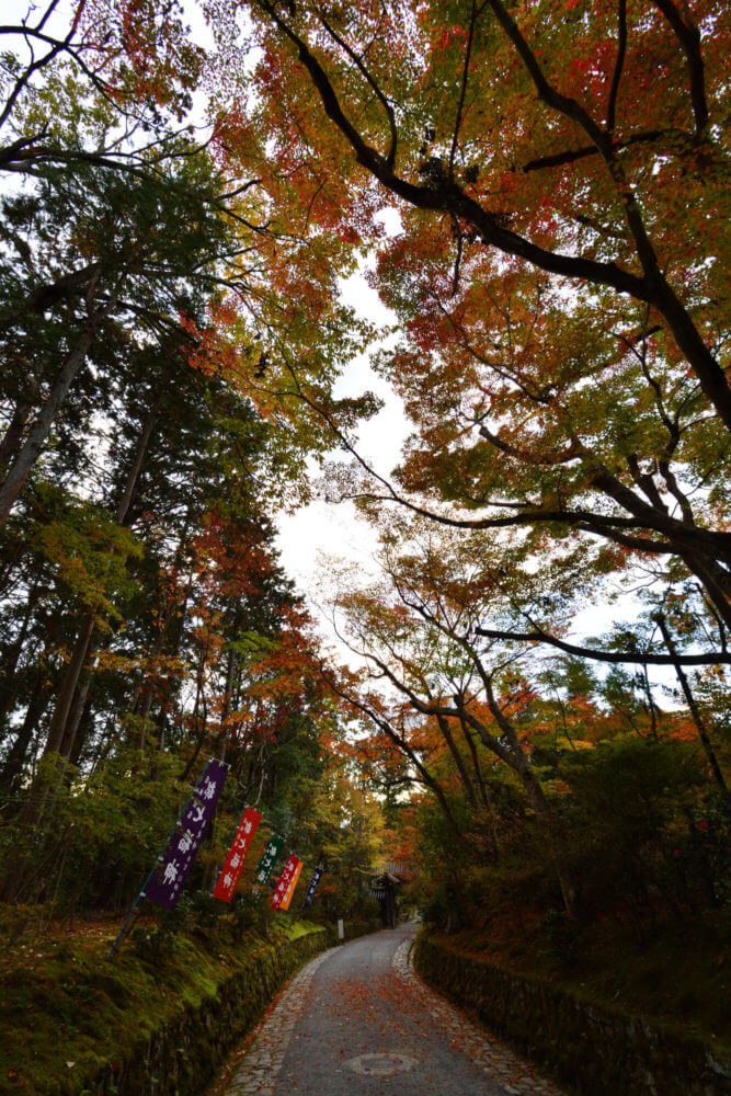 赤山禅院　参道の紅葉