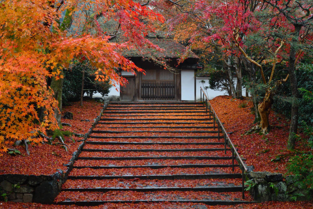 安楽寺の散り紅葉