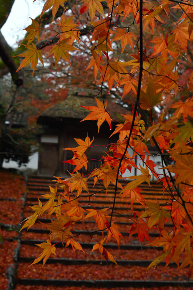 安楽寺の紅葉