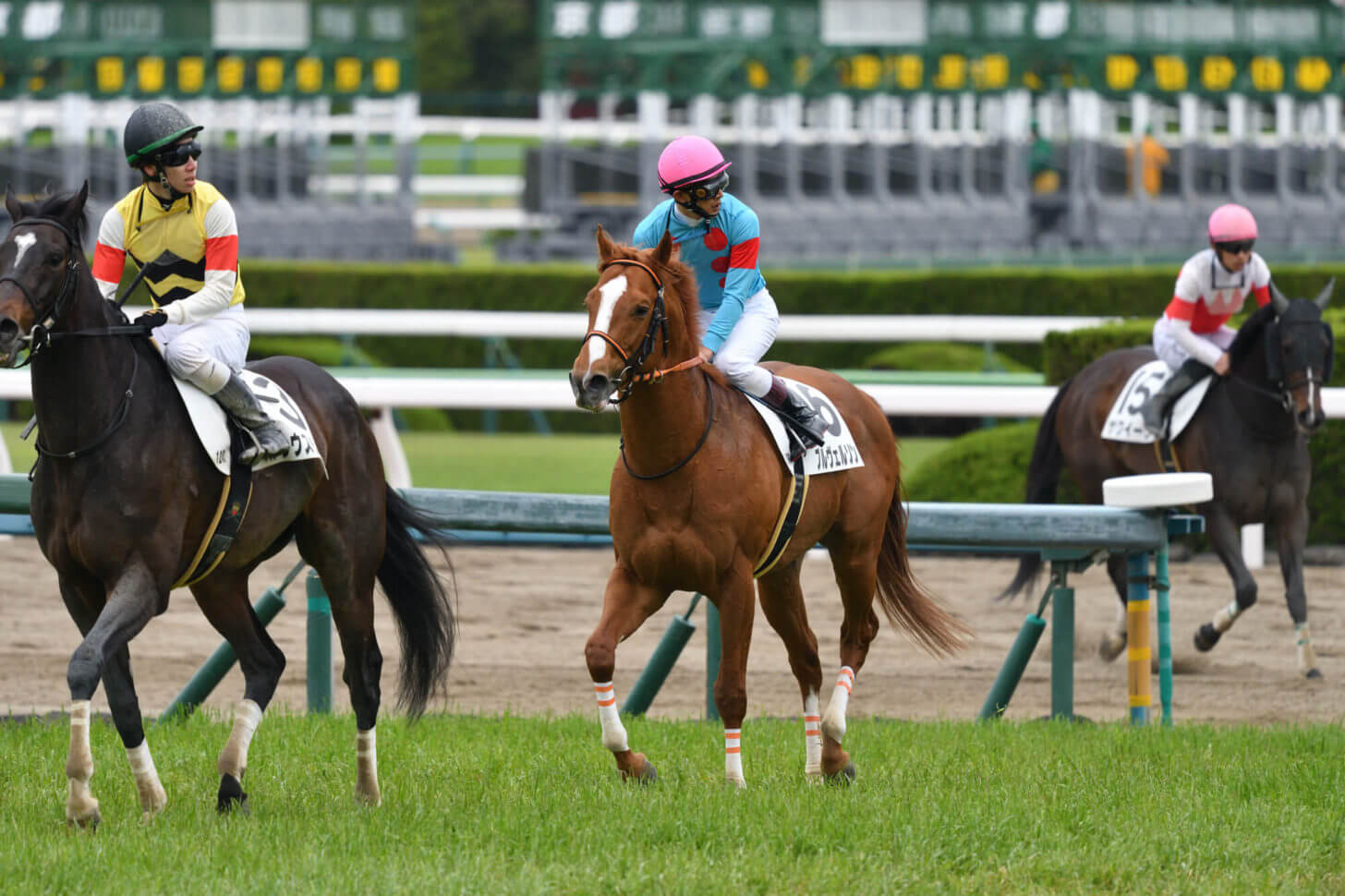 6戦目レース後のブルヴェルソン