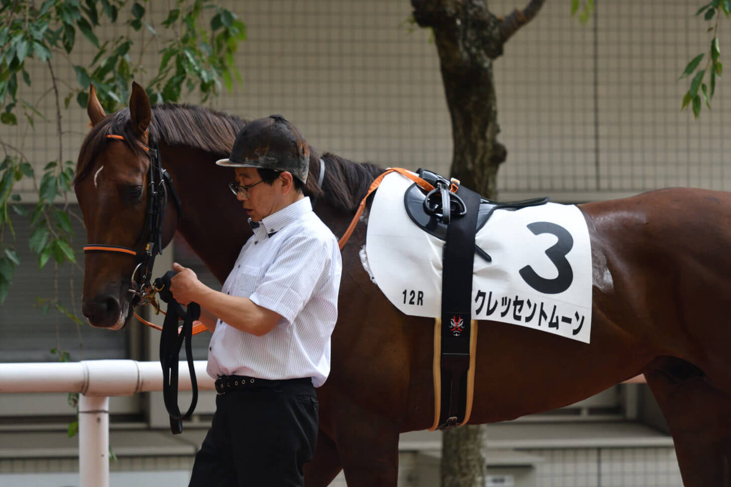 クレッセントムーン4戦目パドック