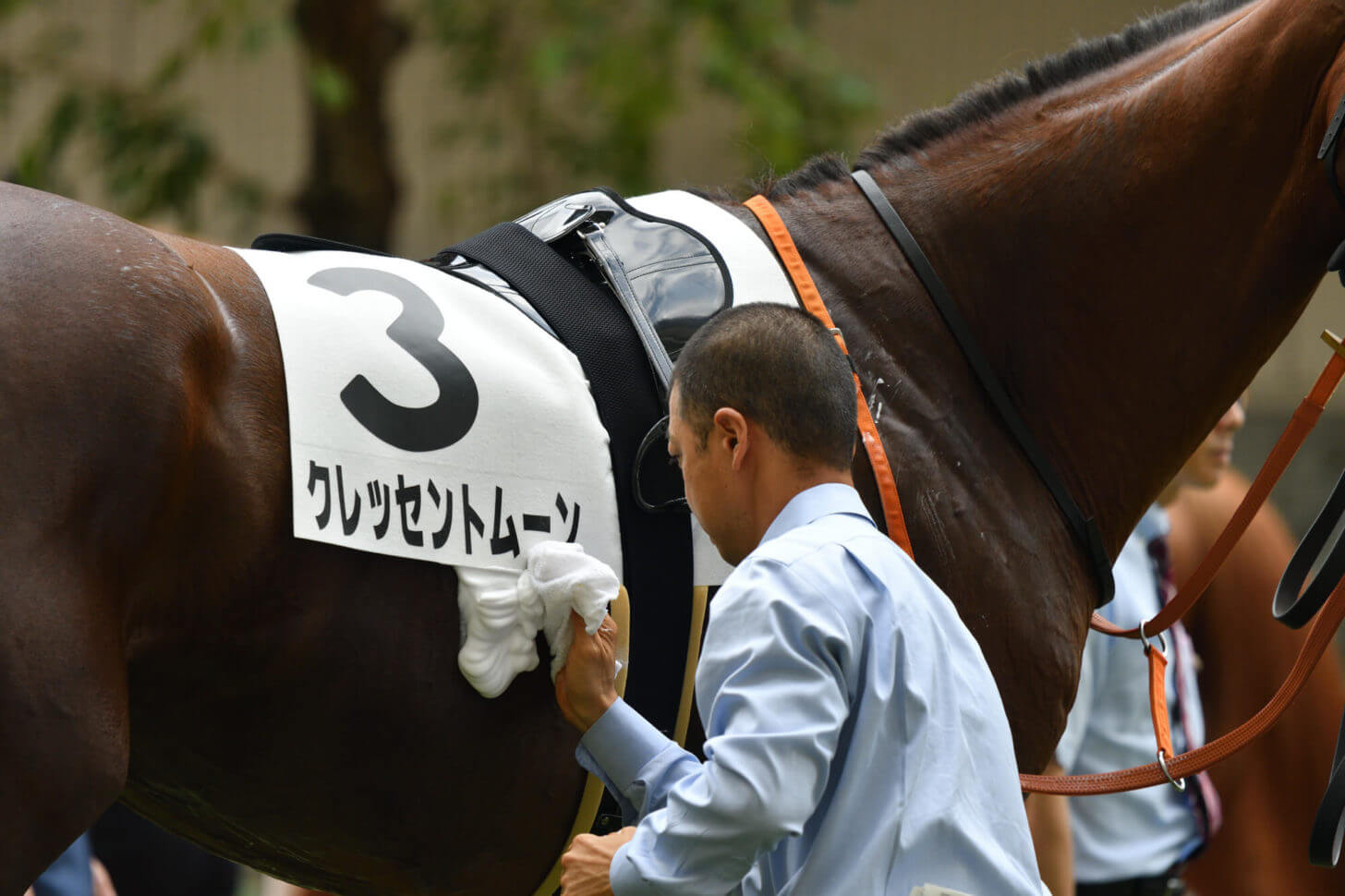 クレッセントムーン4戦目パドック