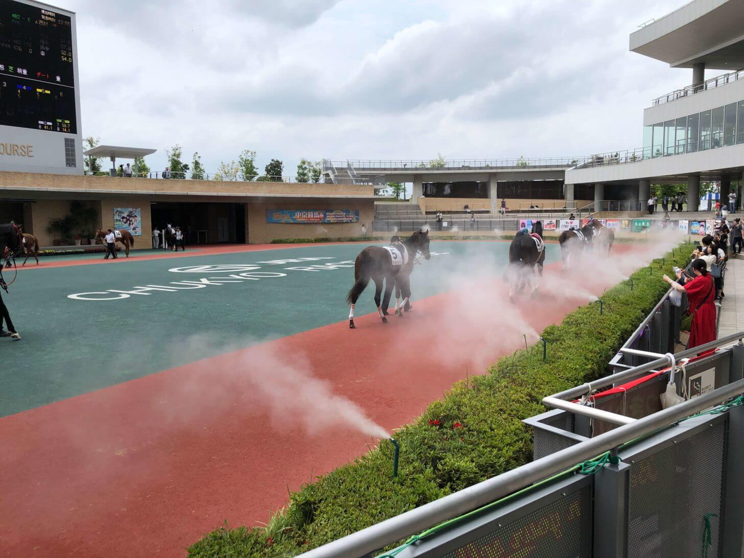 夏の中京競馬場パドック