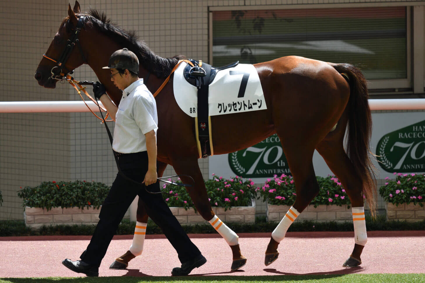 クレッセントムーン6戦目パドック写真