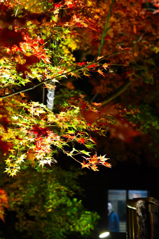 叡山電車鞍馬線・二ノ瀬駅紅葉ライトアップ