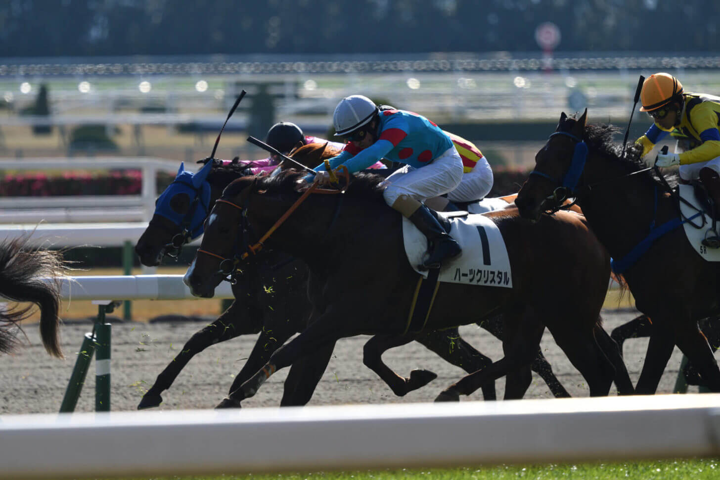 ハーツクリスタルとヒートオンビートの併せ馬