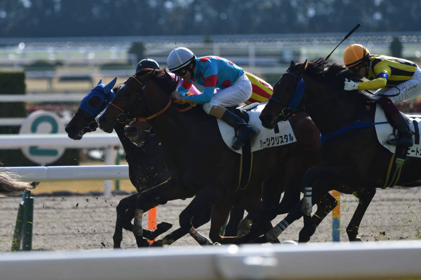 ハーツクリスタルとヒートオンビートの併せ馬