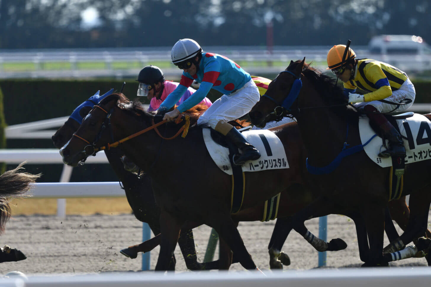 ハーツクリスタルとヒートオンビートの併せ馬