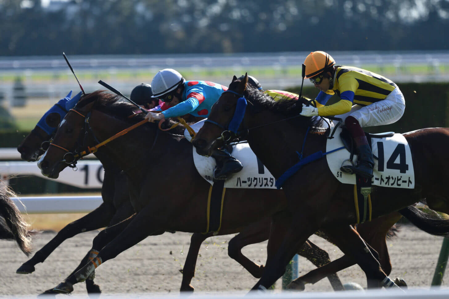 ハーツクリスタルとヒートオンビートの併せ馬