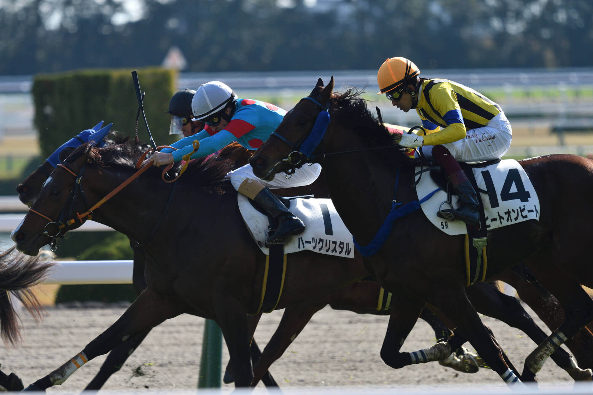 ハーツクリスタルとヒートオンビートの併せ馬