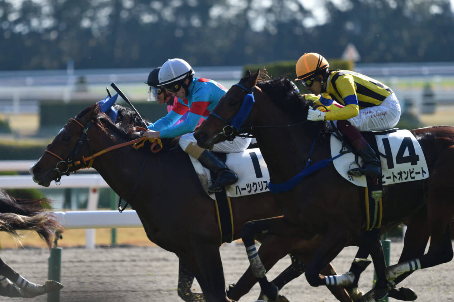 ハーツクリスタルとヒートオンビートの併せ馬