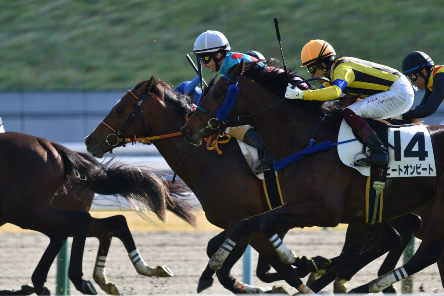 ハーツクリスタルとヒートオンビートの併せ馬