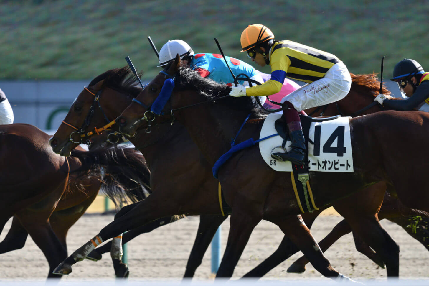 ハーツクリスタルとヒートオンビートの併せ馬