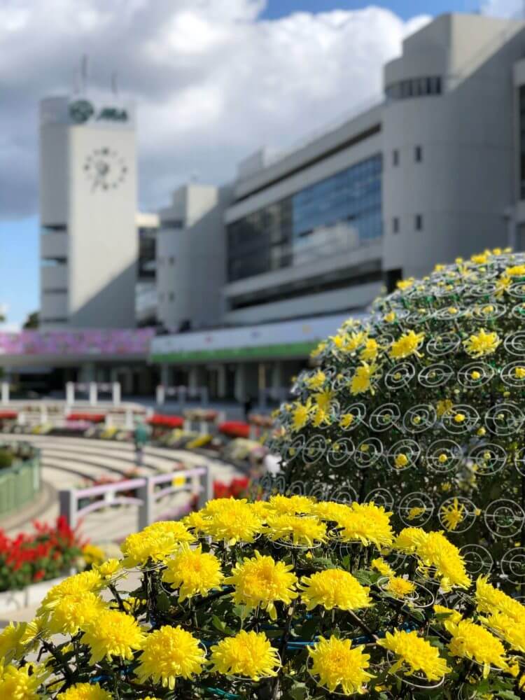 京都競馬場 グランドスワンを背景に菊の花が咲く