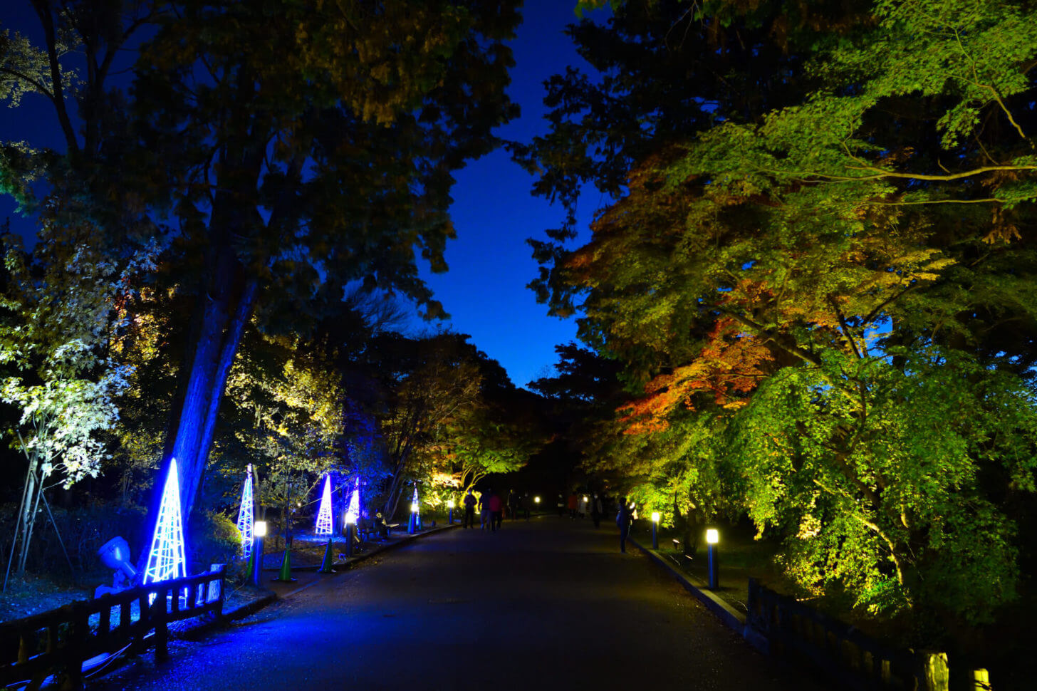 京都府立植物園「世界の紅葉ライトアップ」