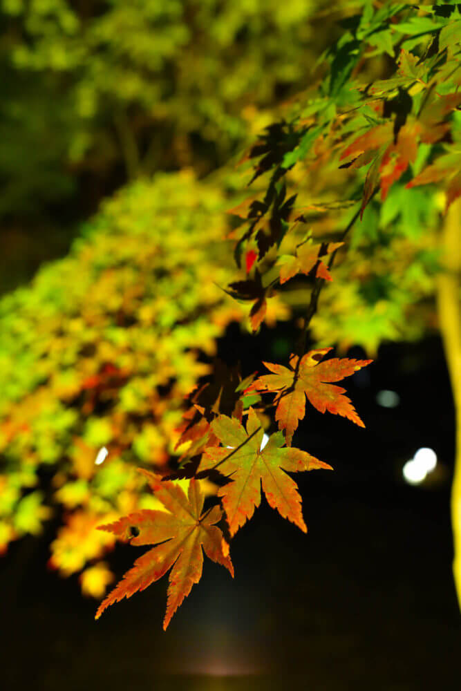 京都府立植物園「世界の紅葉ライトアップ」