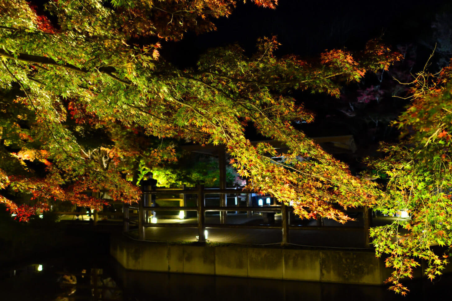 京都府立植物園「世界の紅葉ライトアップ」