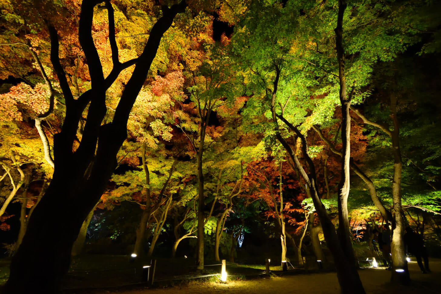 京都府立植物園「世界の紅葉ライトアップ」