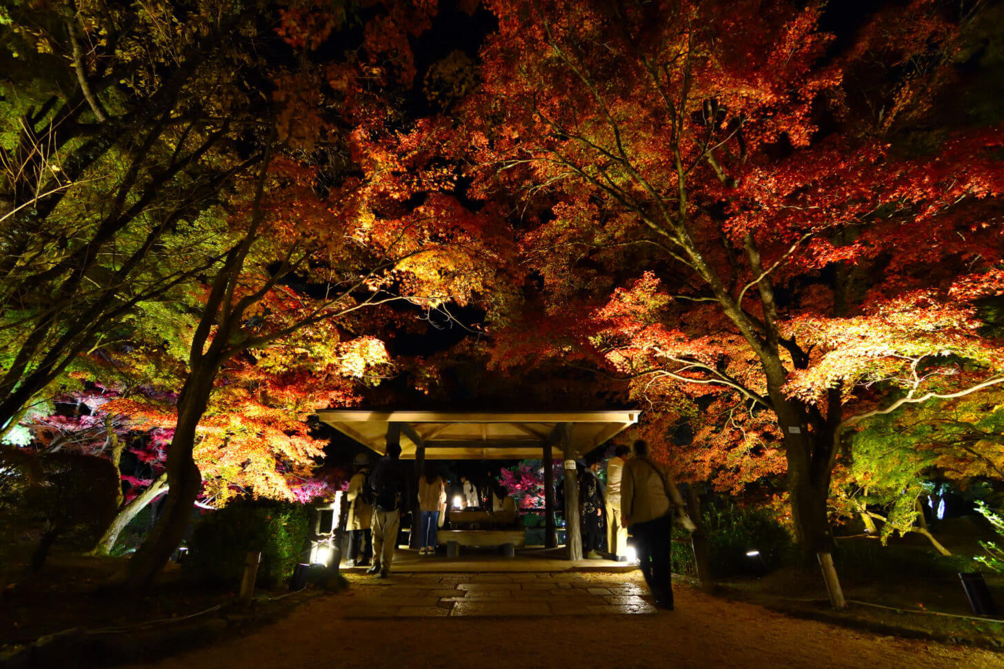 京都府立植物園「世界の紅葉ライトアップ」