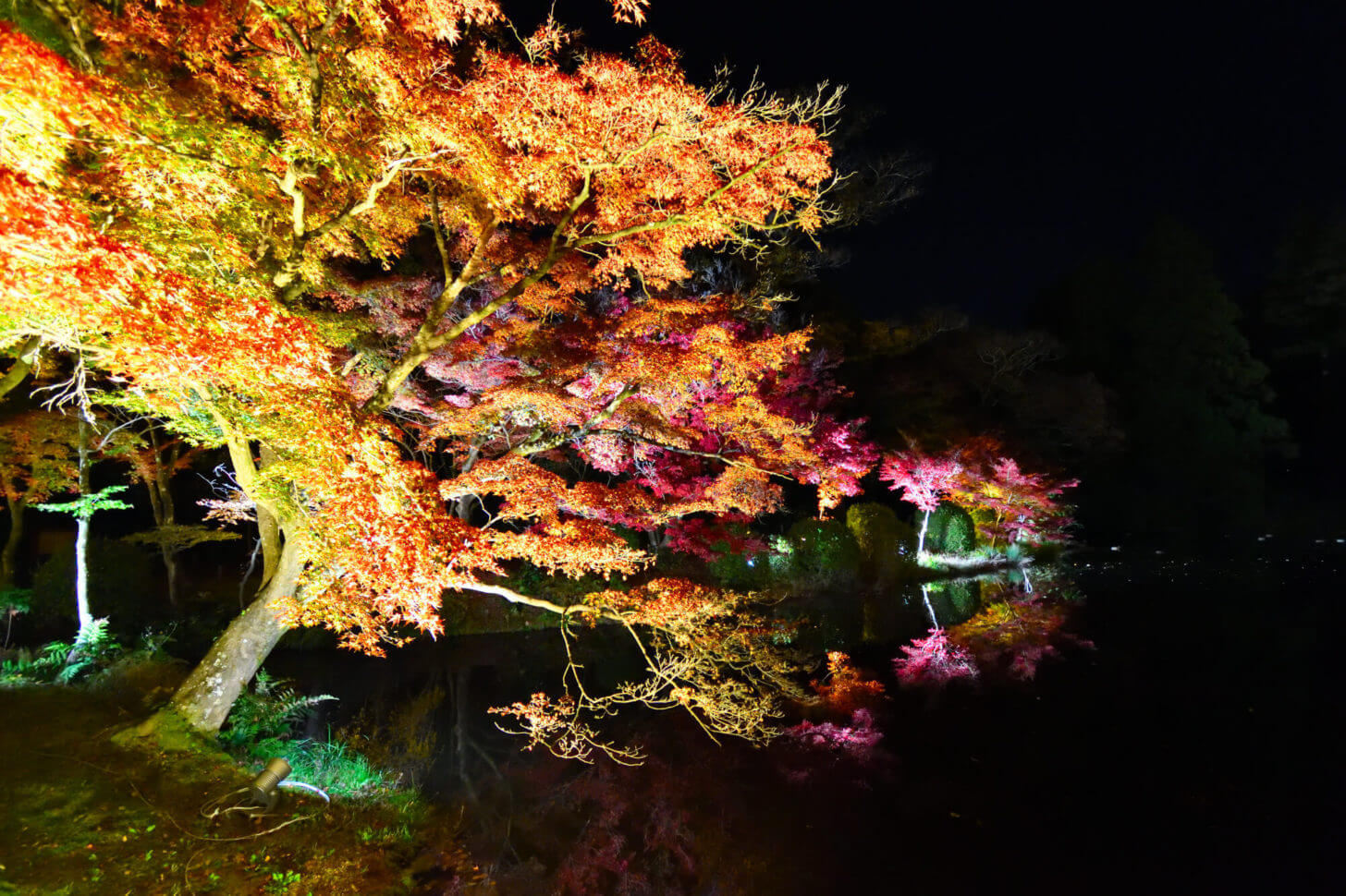 京都府立植物園「世界の紅葉ライトアップ」のリフレクション