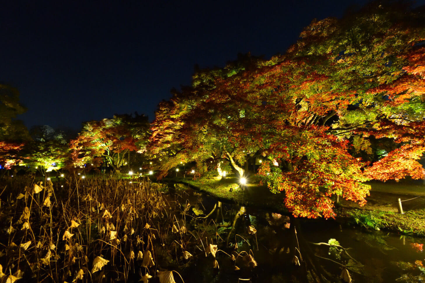 京都府立植物園「世界の紅葉ライトアップ」