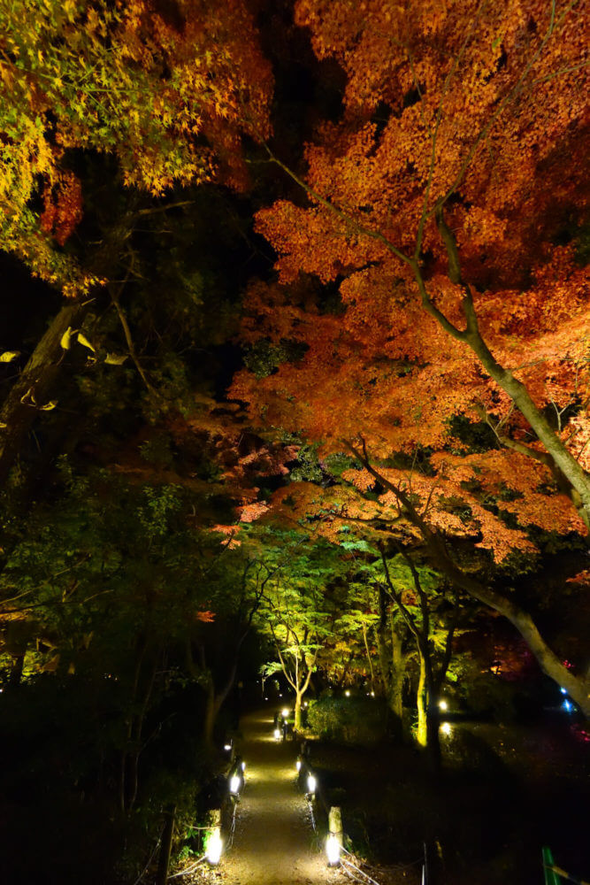 京都府立植物園「世界の紅葉ライトアップ」