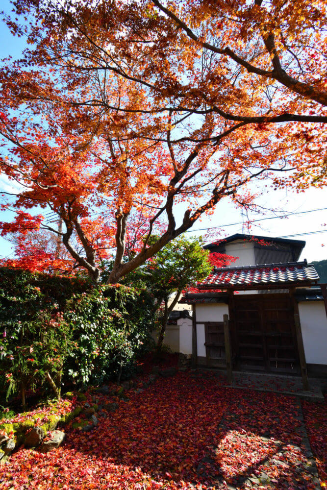 岩倉具視幽棲旧宅 表門裏の紅葉