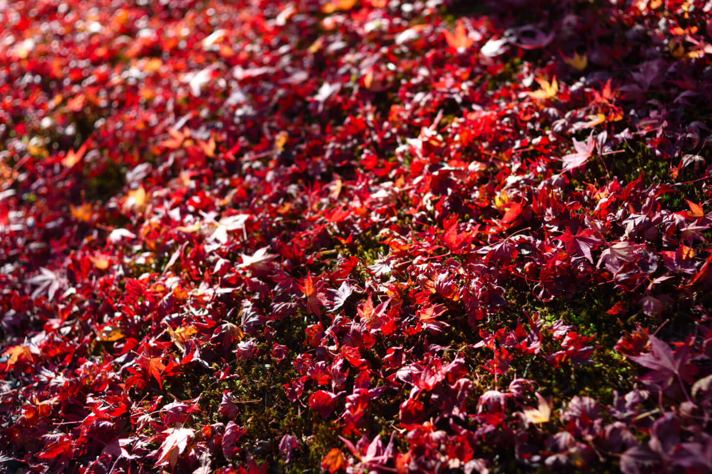 岩倉具視幽棲旧宅の散り紅葉