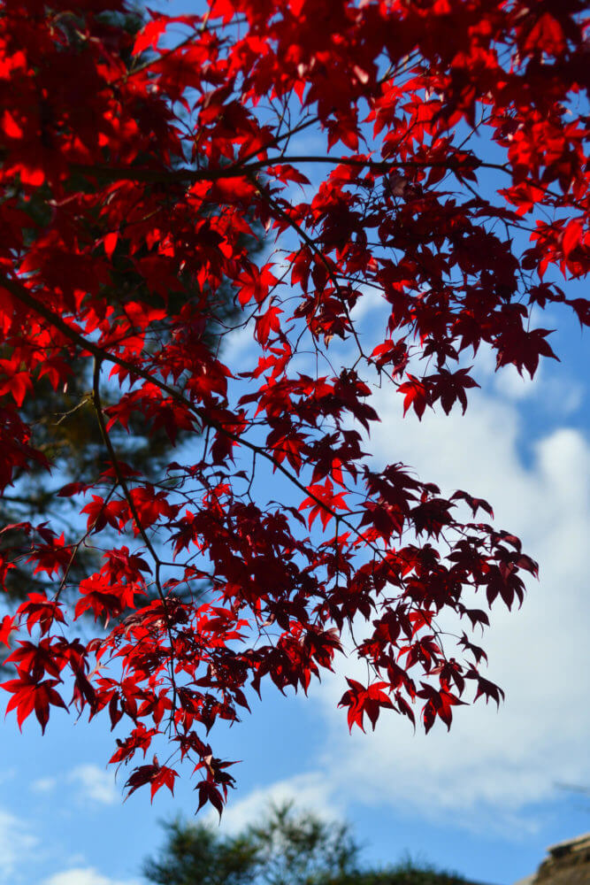 岩倉具視幽棲旧宅の紅葉